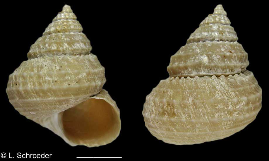 Gastropods - Colloniidae, Phasianellidae, Anatomidae, Eucyclidae